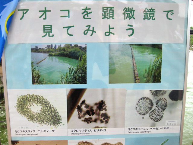 クリックで大きい画像(別窓)